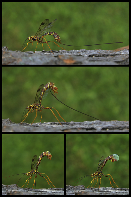 Ichneumon perant le bois / Megarhyssa macrurus / Rhysse cannelle