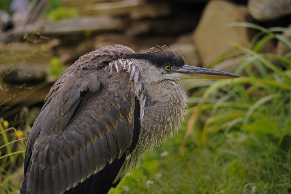 Great blue heron / Grand hron
