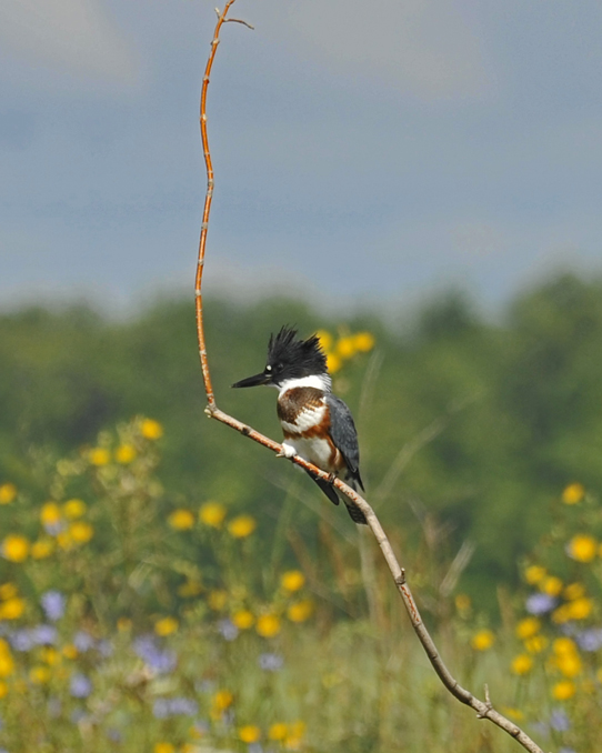 MARTIN PECHEUR DAMERIQUE / BELTED KINGFISHER