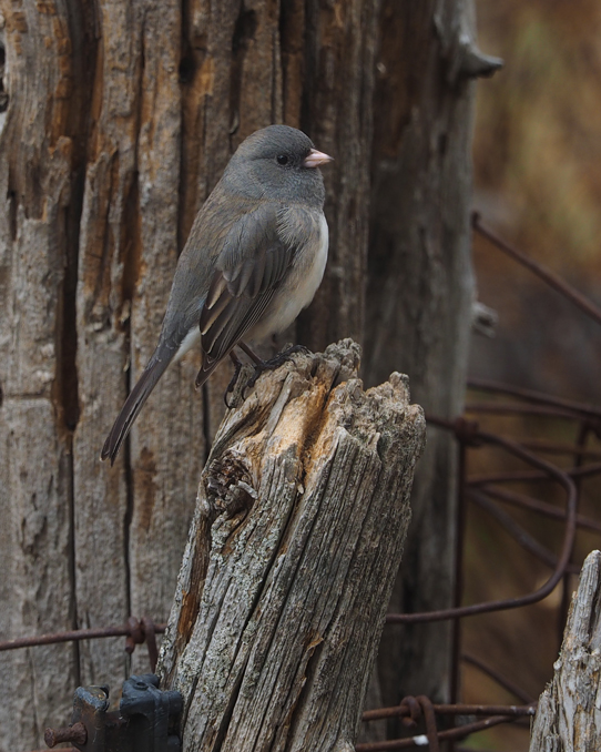 Junco ardois