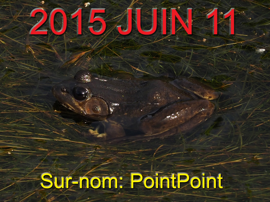 Black eyed frog / GRENOUILLE AUX YEUX NOIRS
