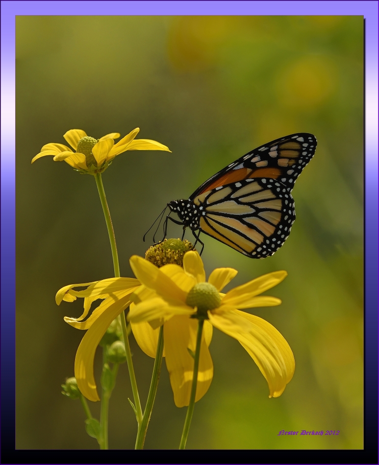  Monarch on Daisy.