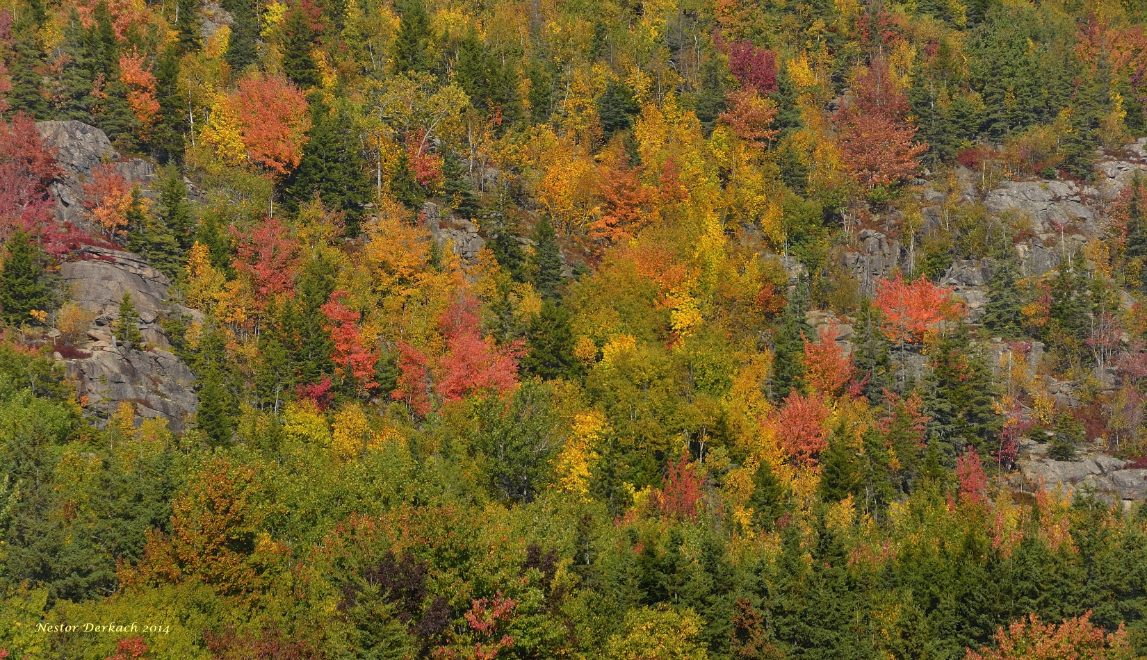 Coast Line Of Acadia National Park