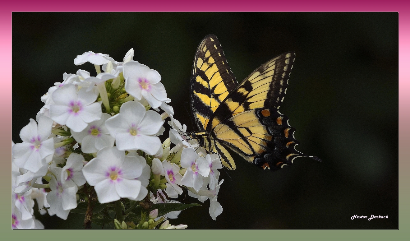  Tiger Swallowtail on Phlox  