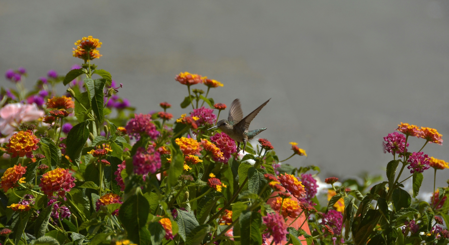   Perfect landing  on Lantana  