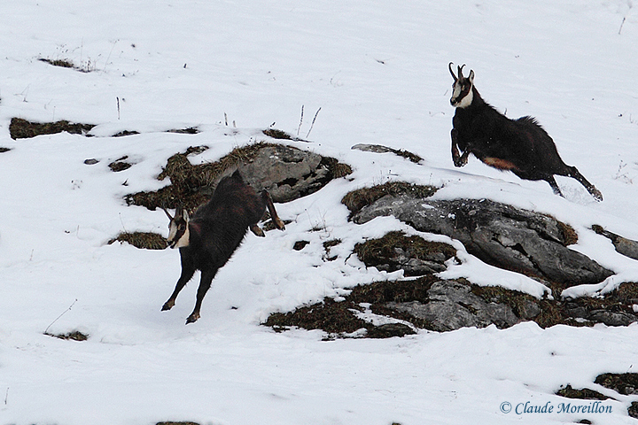 Chamois