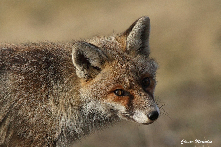 Red fox