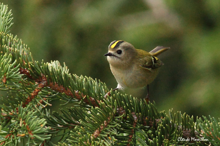 Goldcrest