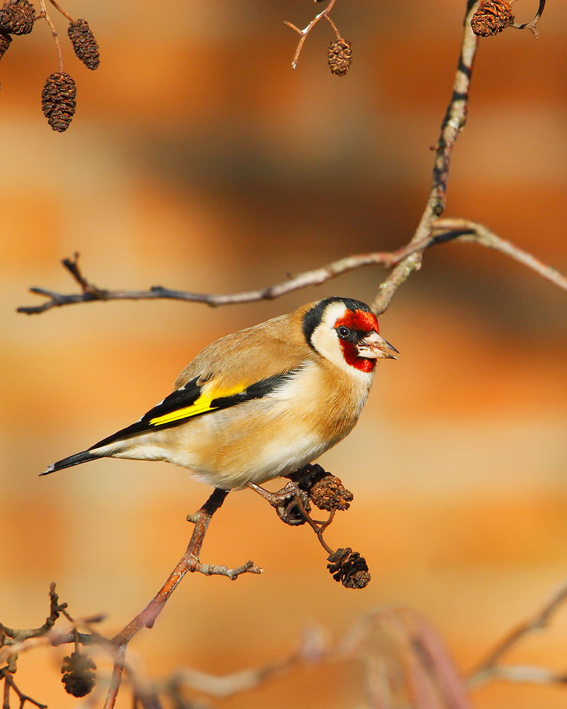 European Goldfinch