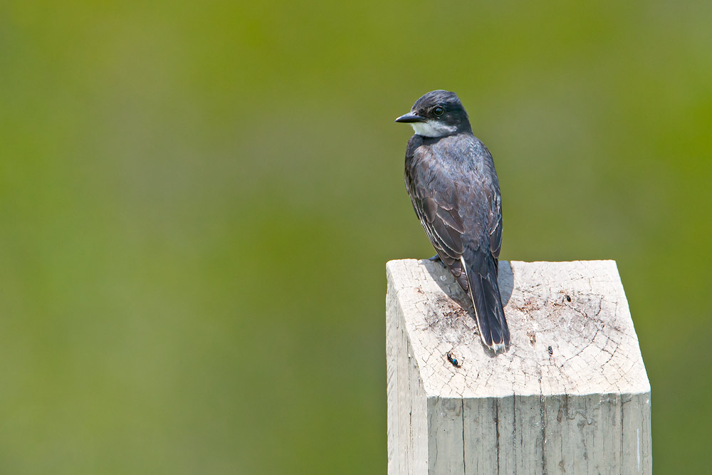 Eastern Kingbird