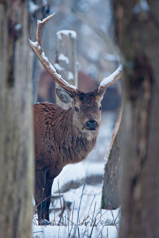 Red Deer