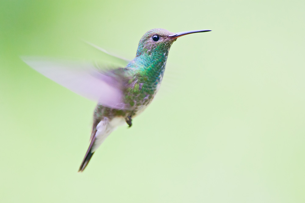 Glittering-throated Emerald