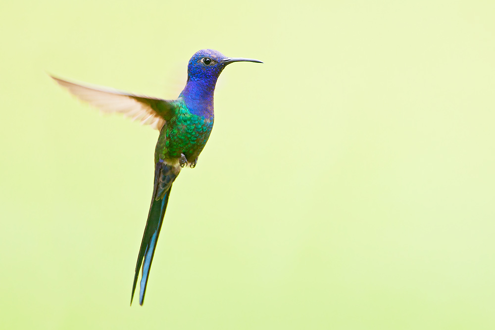 Swallow-tailed Hummingbird