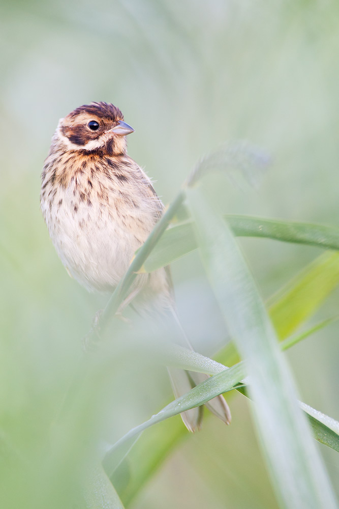 Reed Bunting