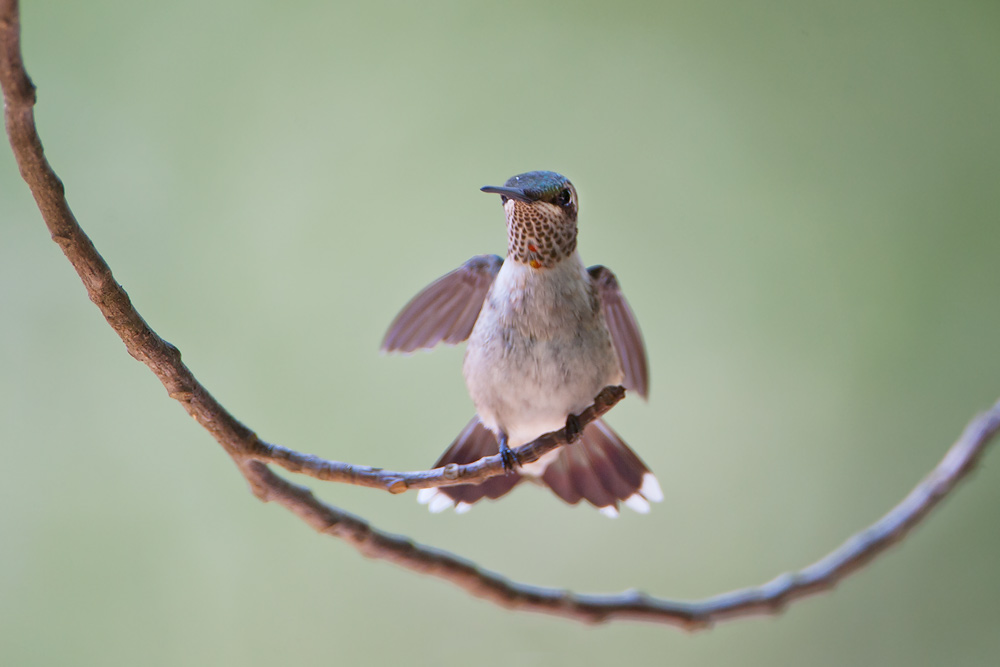 Ruby-throated Hummingbird