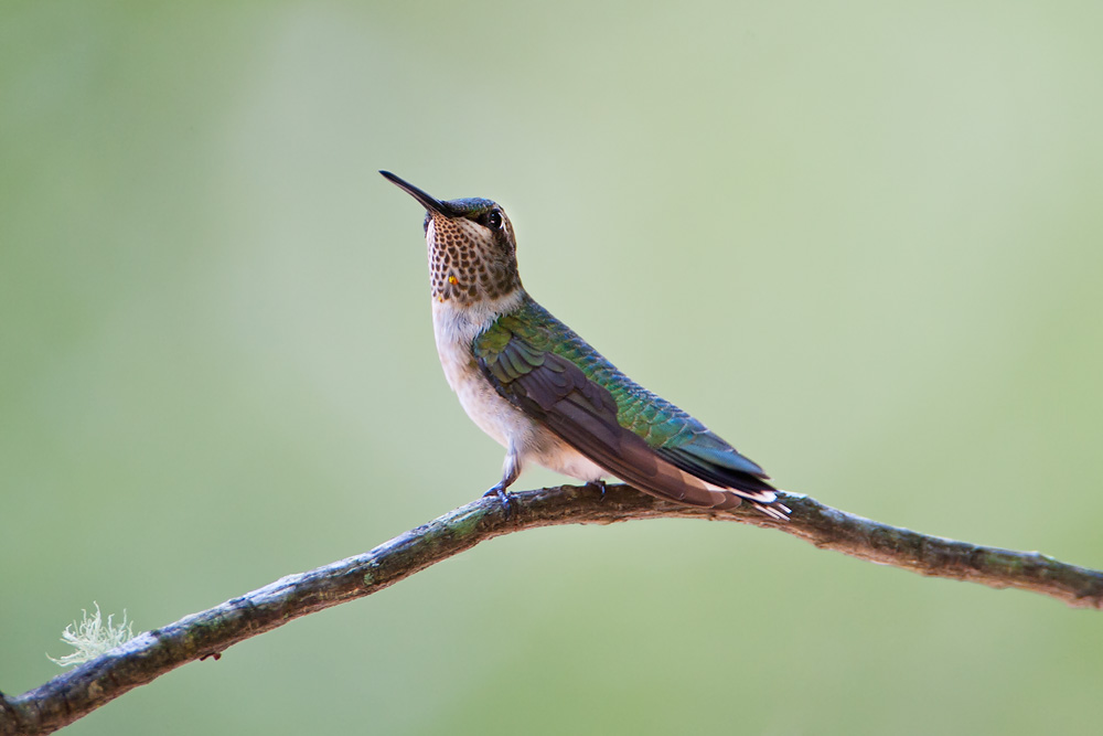 Ruby-throated Hummingbird