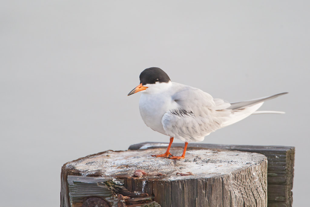 Forsters Tern