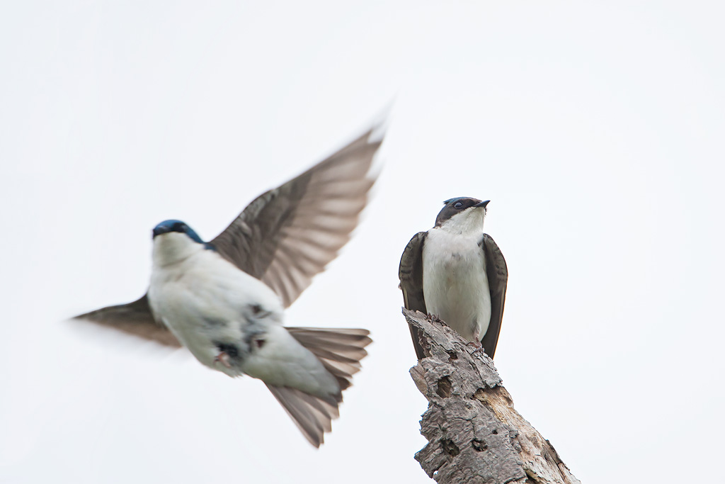 Tree Swallow