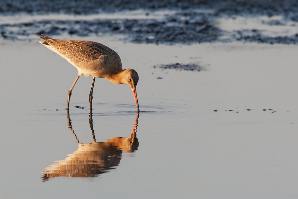 Black-tailed Godwit