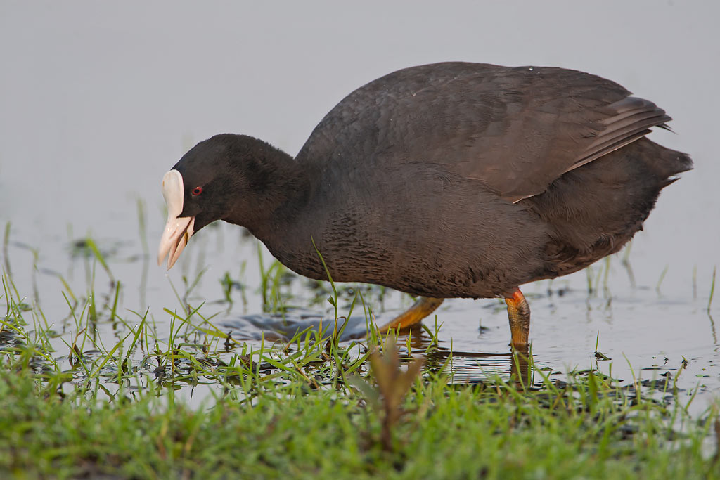 Common Coot