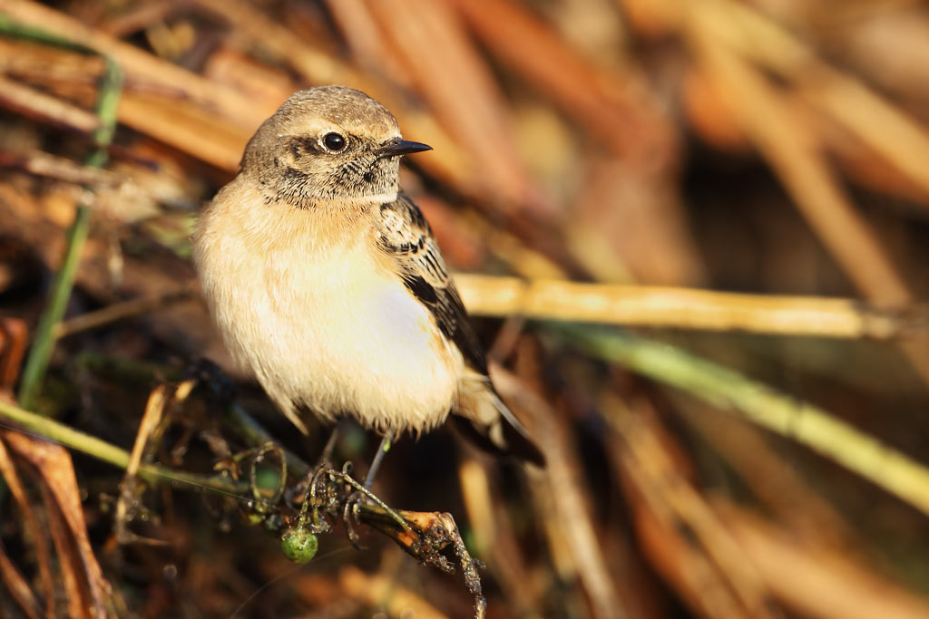 Pied Wheatear