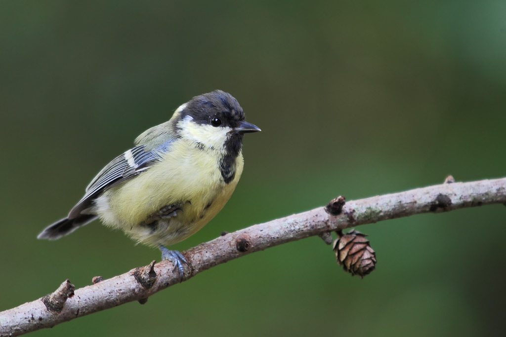 Great Tit