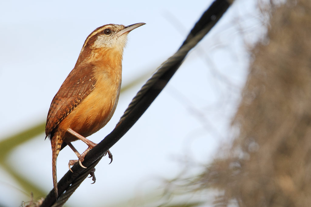 Carolina Wren