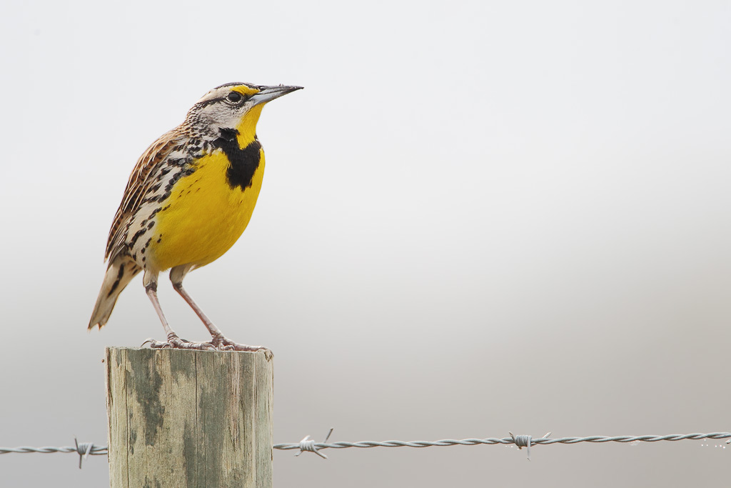 Eastern Meadowlark