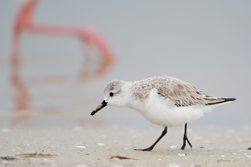 Sanderling