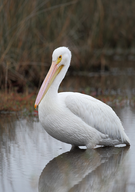 White Pelican