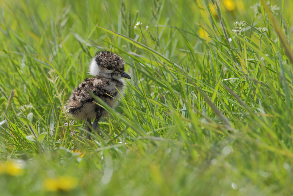 Lapwing