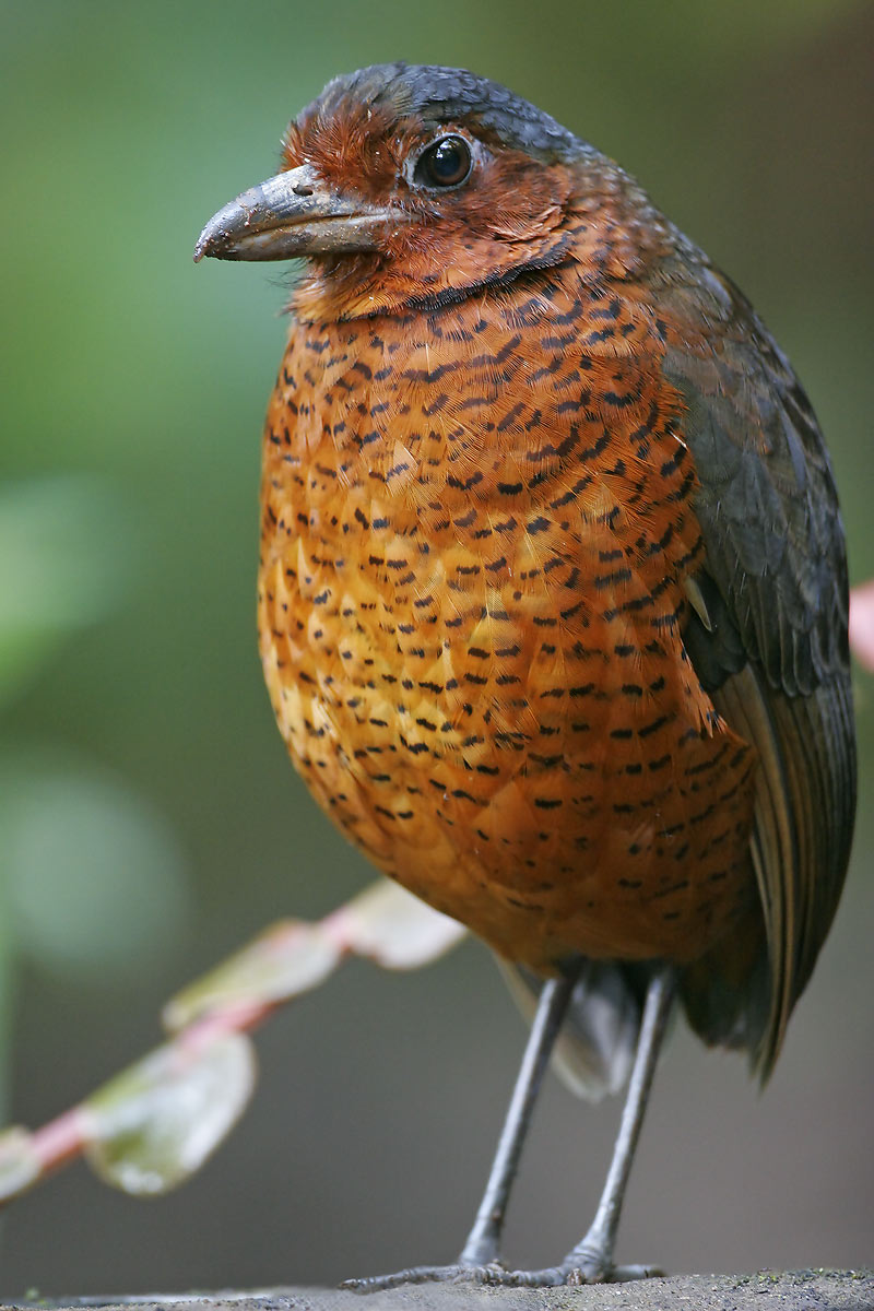 Giant Antpitta