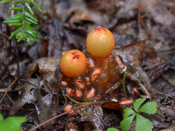 Stalked-Puffball-in-Aspic.jpg