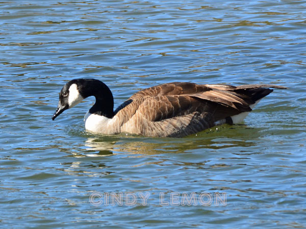 Canadian Goose