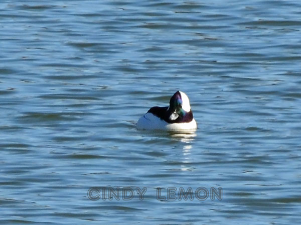 Bufflehead Male