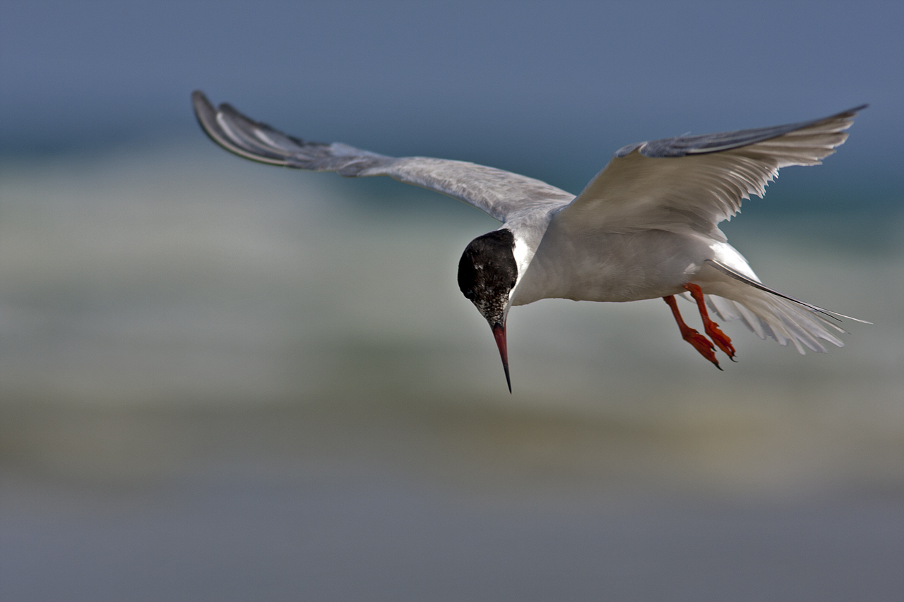 Common Tern