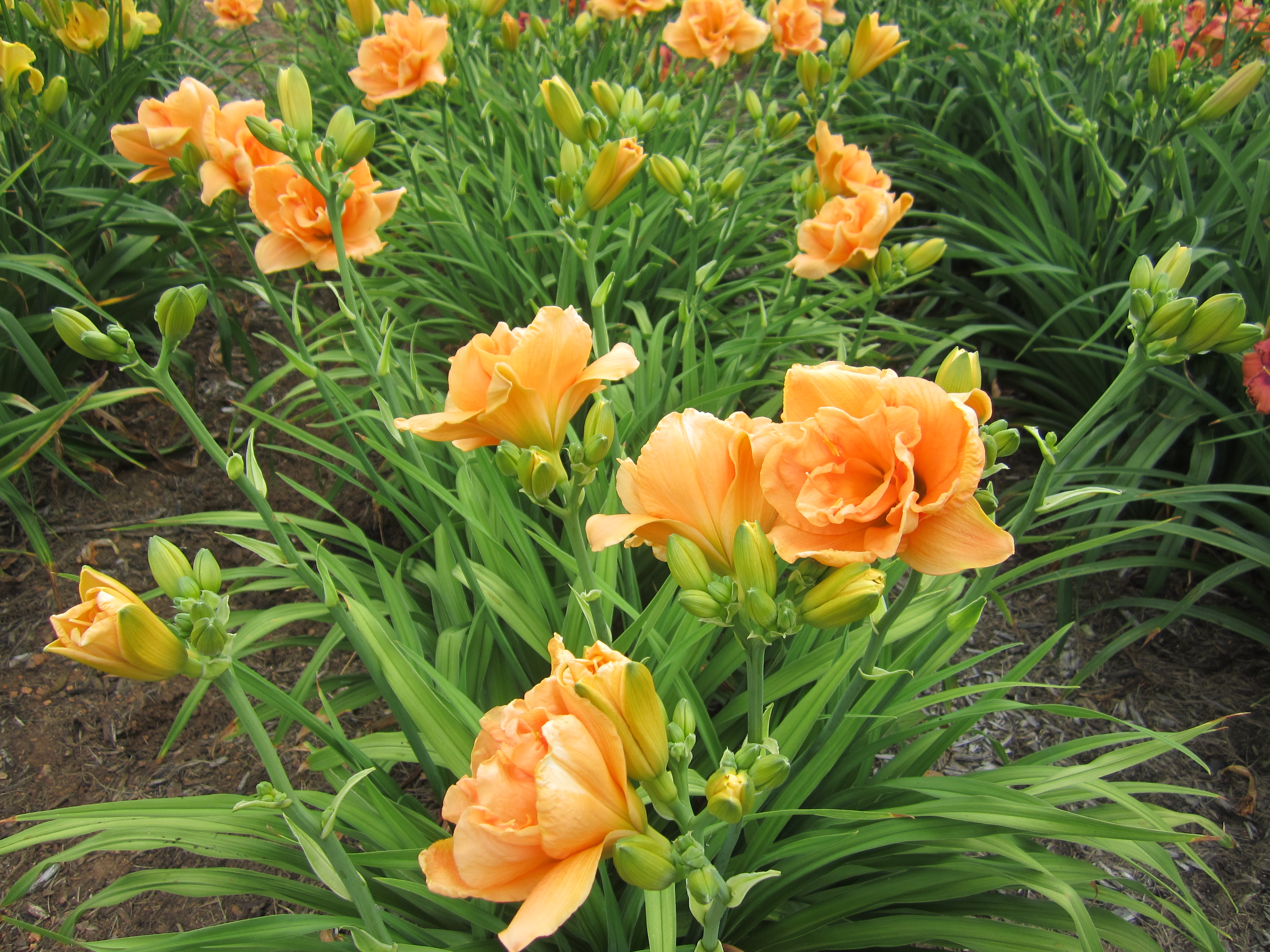 Seedling