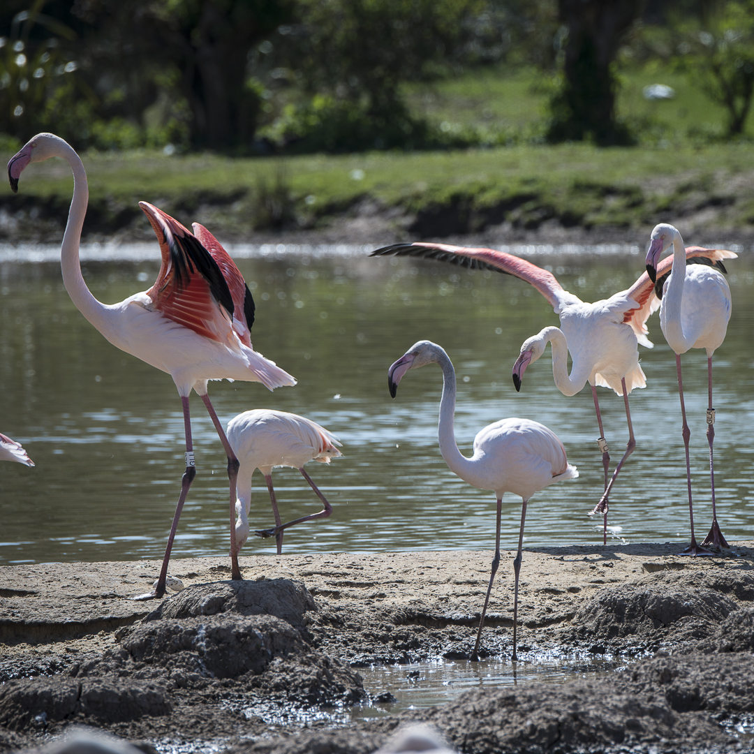 Slimbridge - Wildfowl & Wetlands Trust 