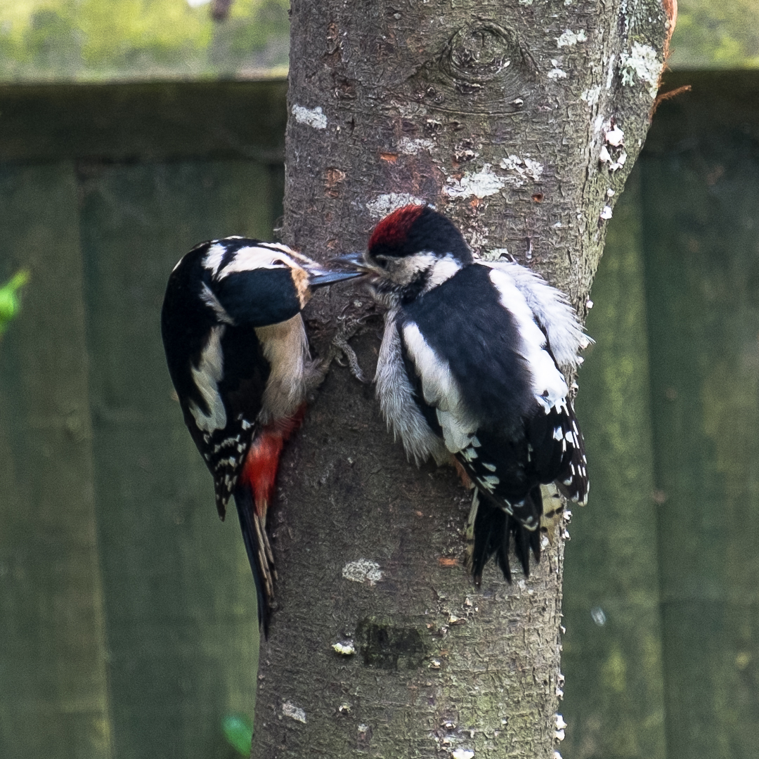 Feeding Time