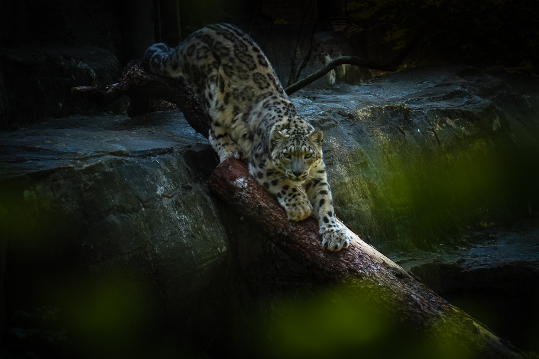 Snow Leopard