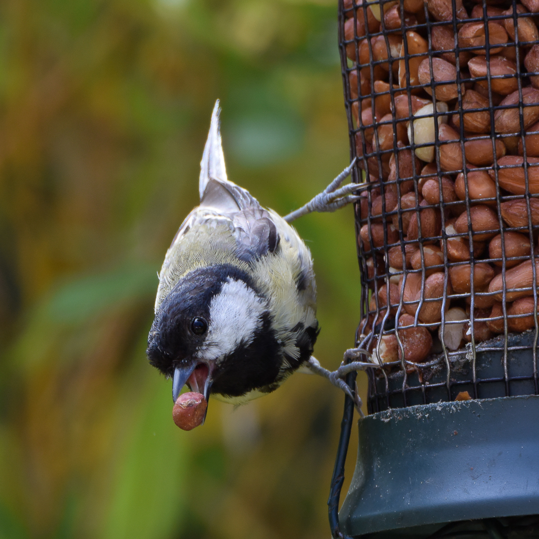 At our feeder