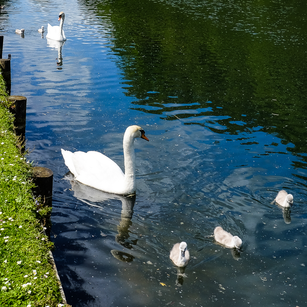 5 Eggs & 5 cygnets