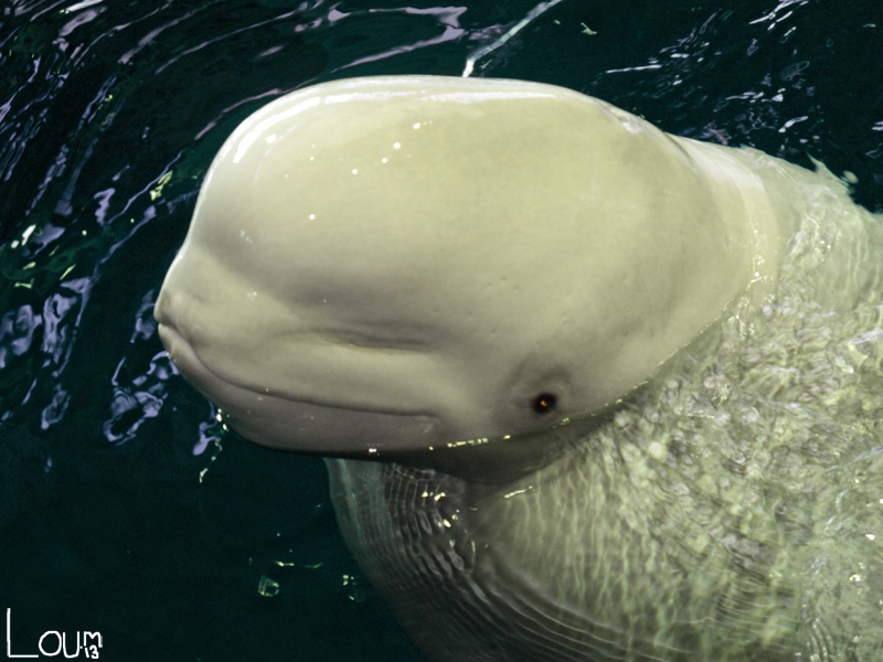 beluga whale @ shedd aquarium