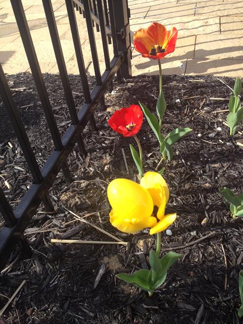 the afternoon egg hunt- this was a good spot