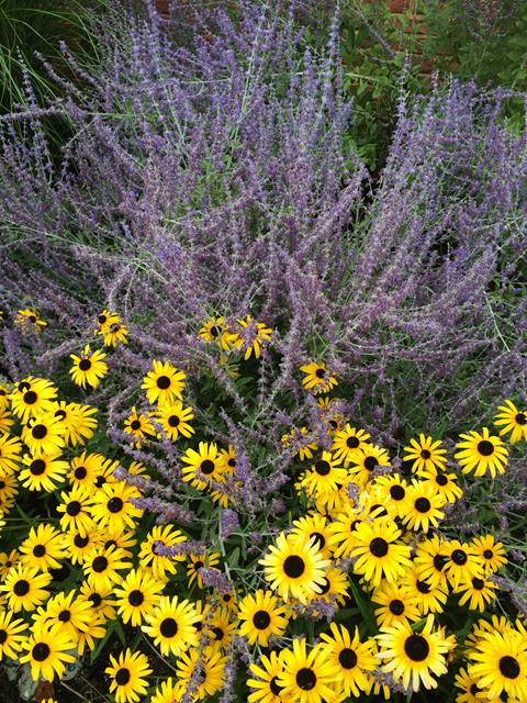 my perennials
