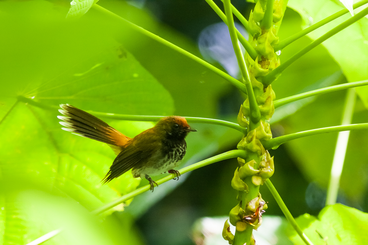 Rufous Fantail (Rhipidura rufifrons ugiensis)