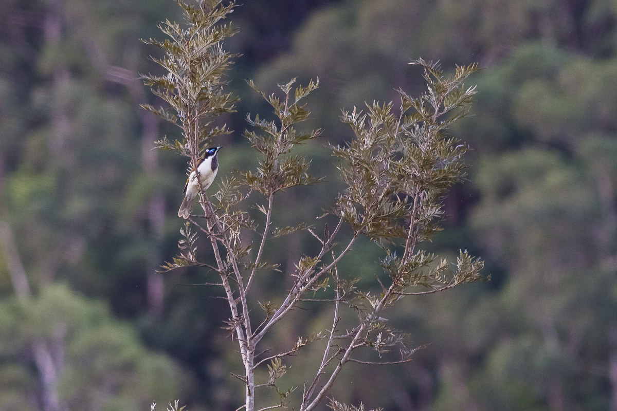 Blue-faced Honeyeater (Entomyzon cyanotis)