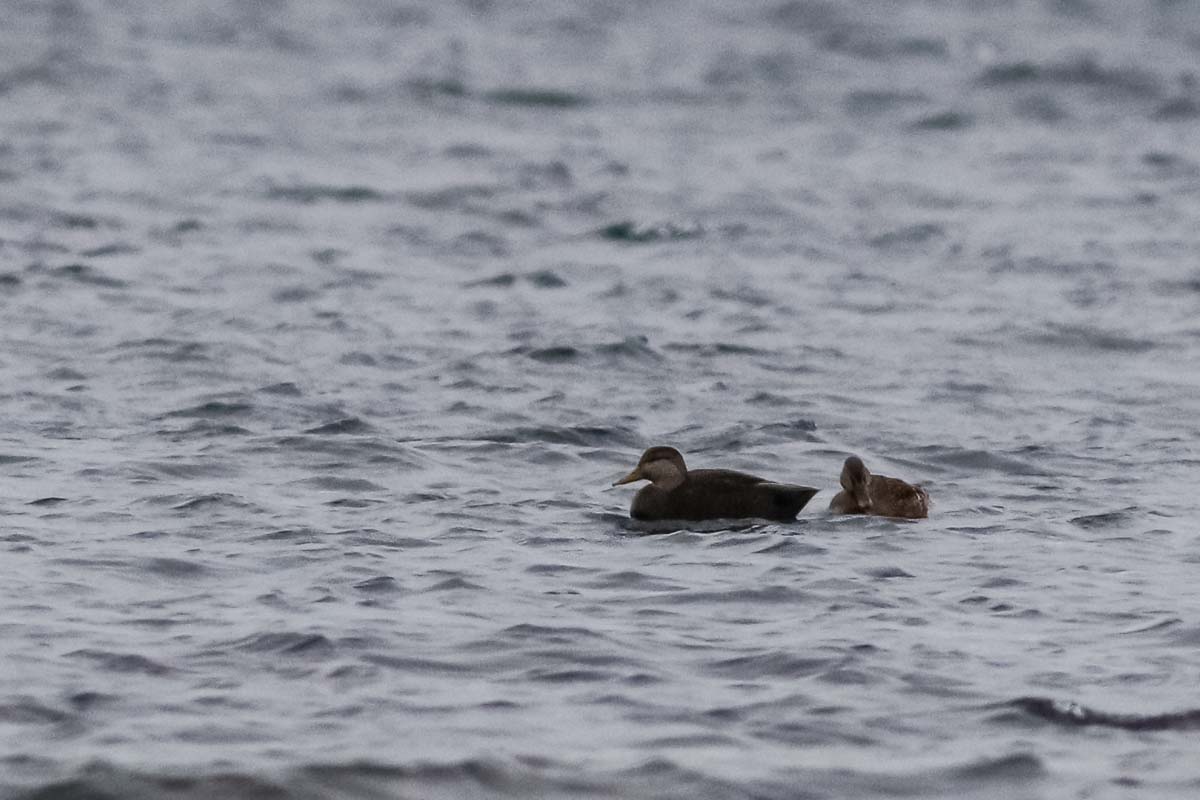 American Black Duck (Anas rubripes)