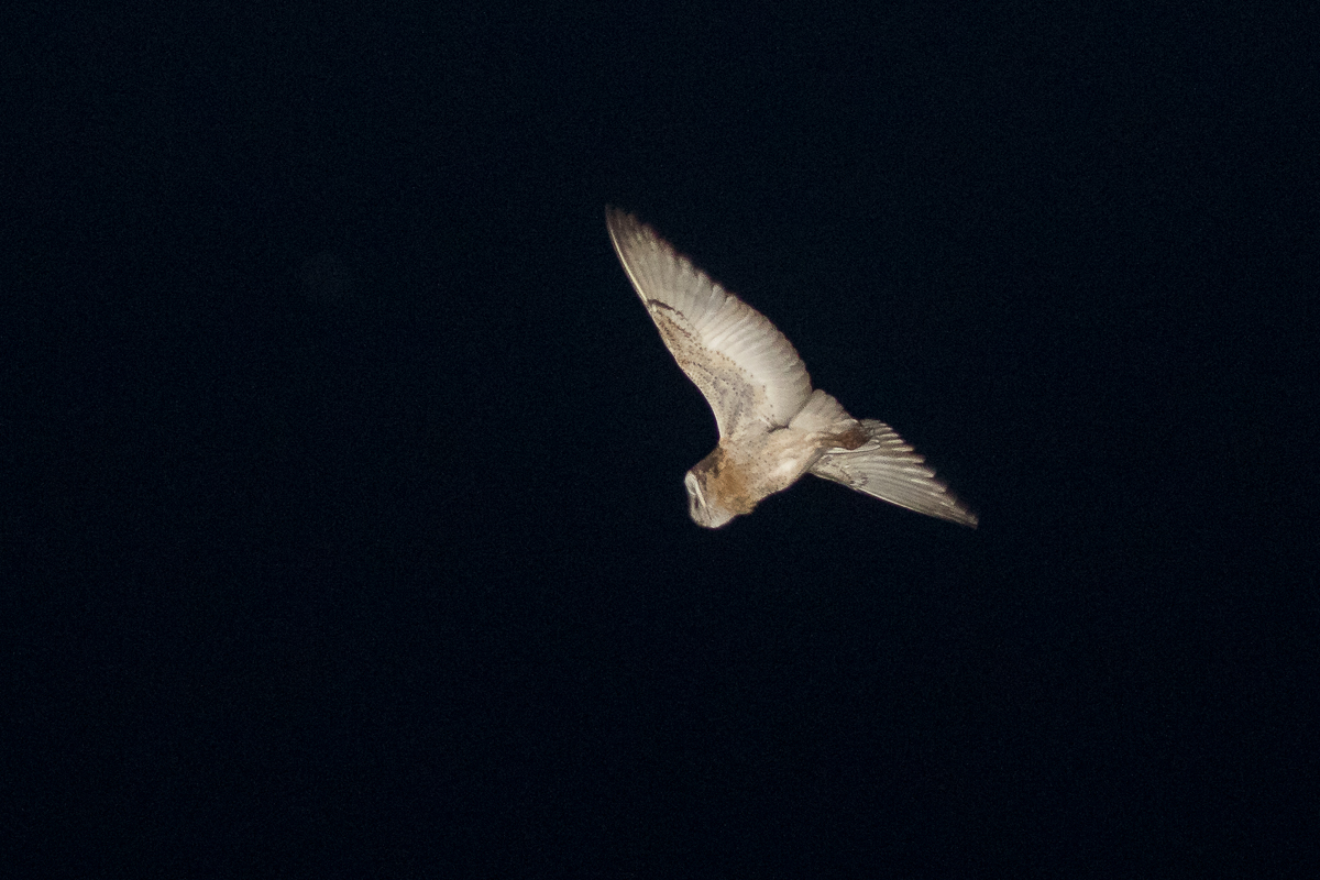 African Grass Owl (Tyto capensis)