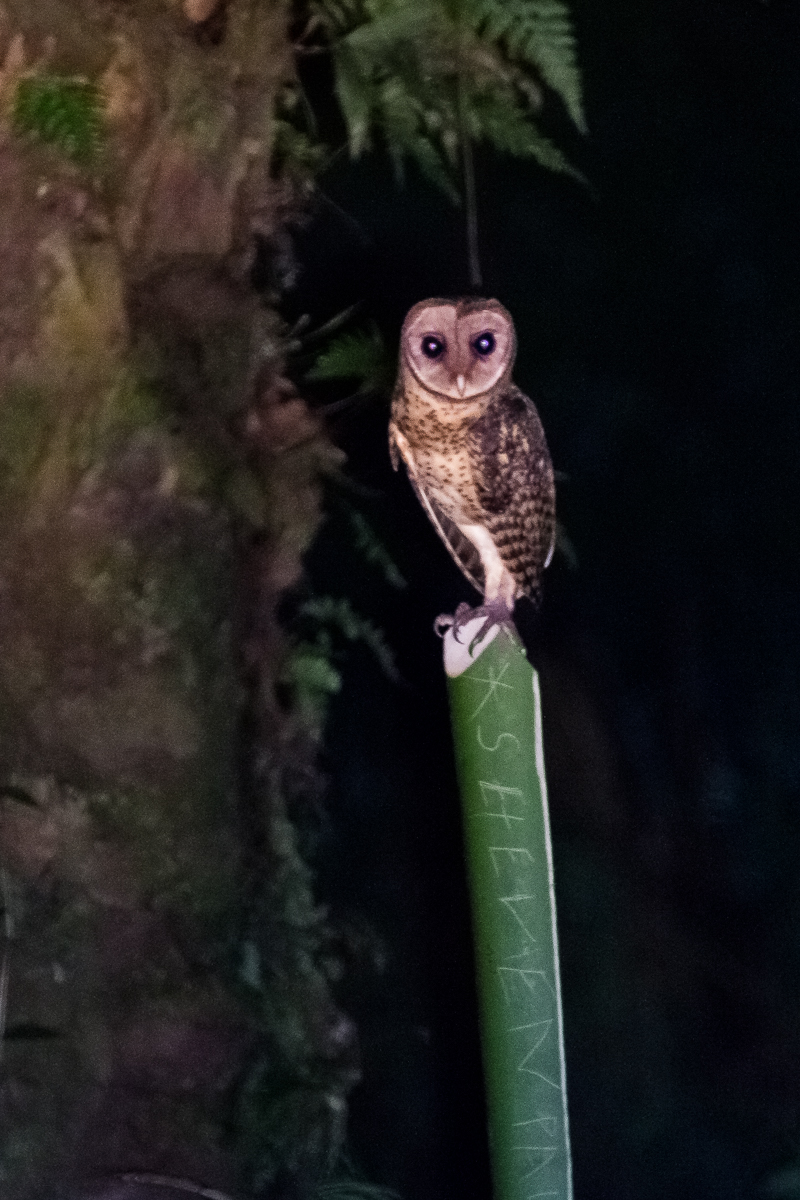 Golden Masked Owl (Tyto aurantia)